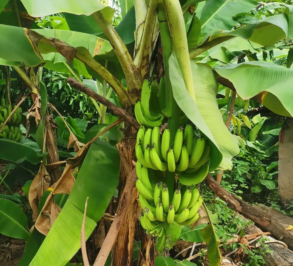 Een tros groene bananen aan de plant