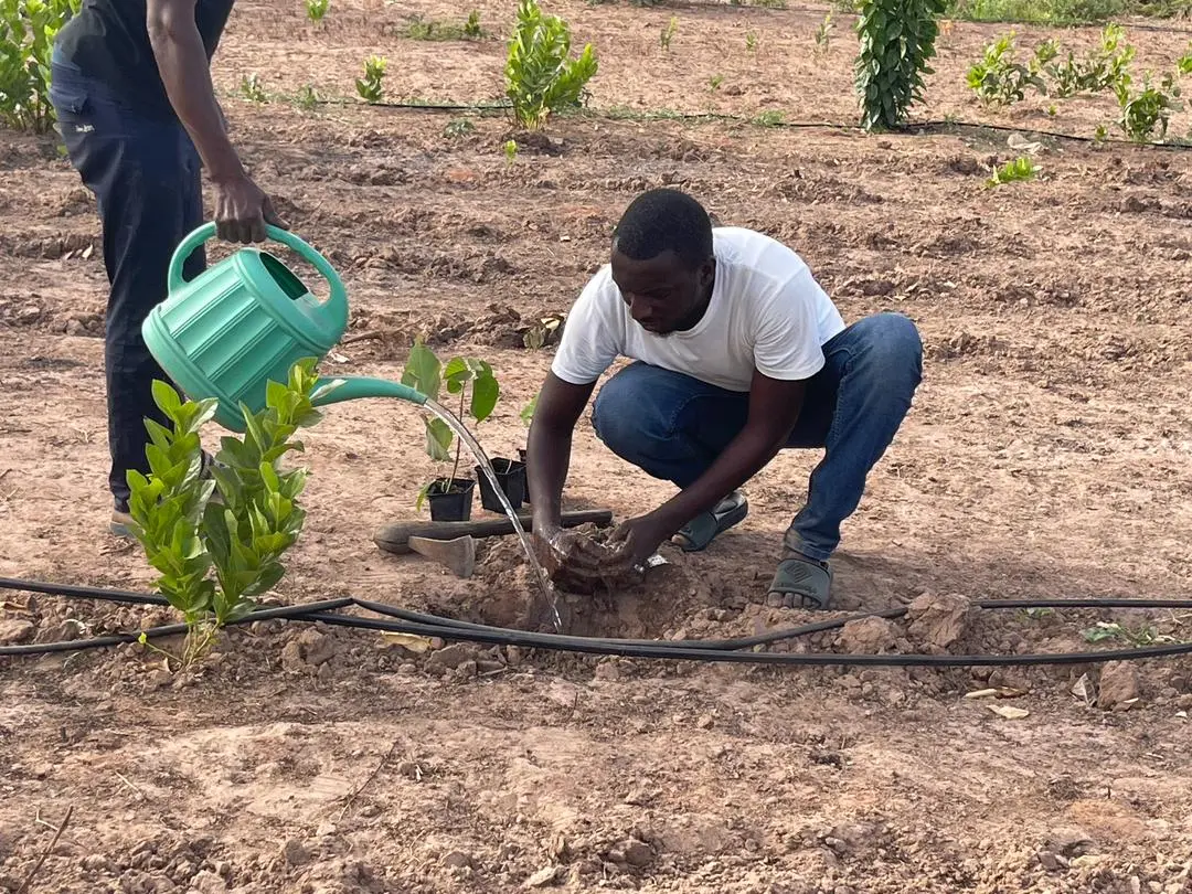 Twee mannen geven jonge boompjes water op het land