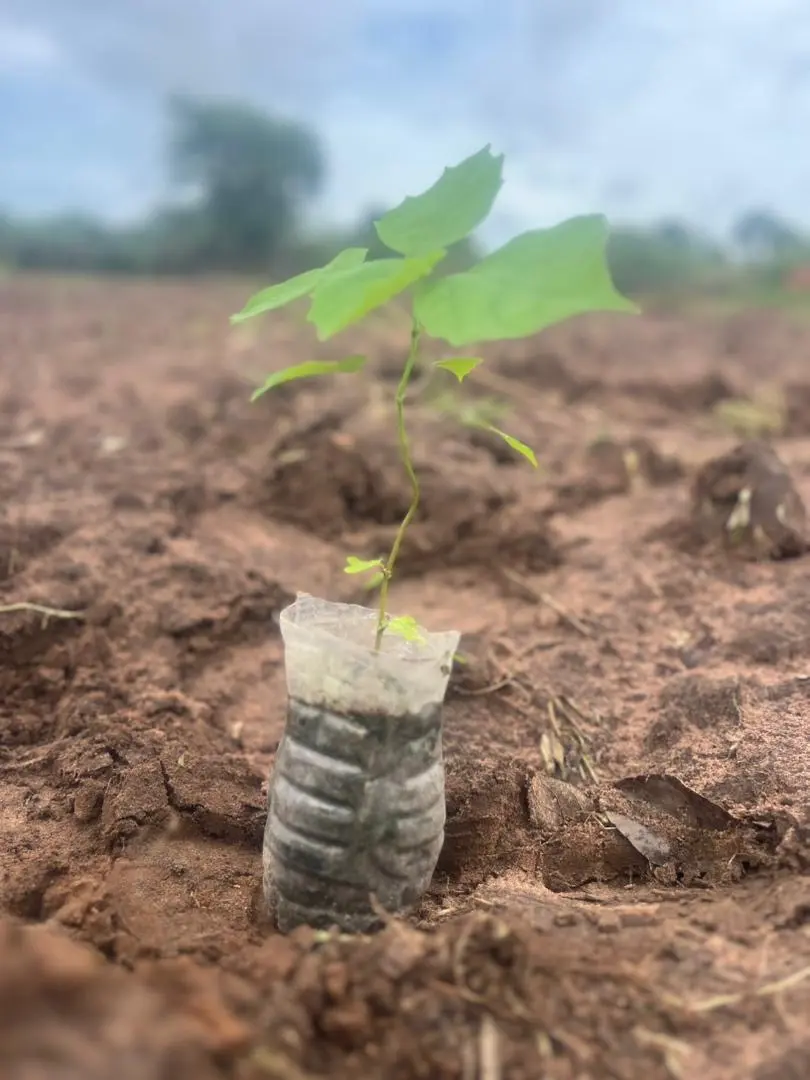 Een jonge boom in de aarde